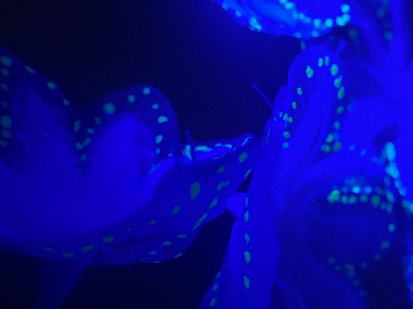 mission/projects/human-gills